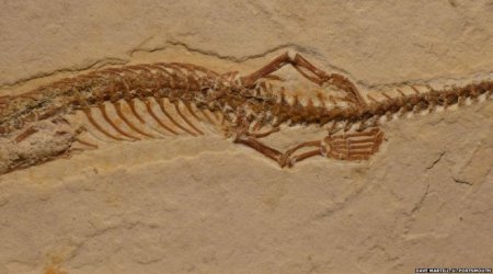 Four-legged snake ancestor 'dug burrows'