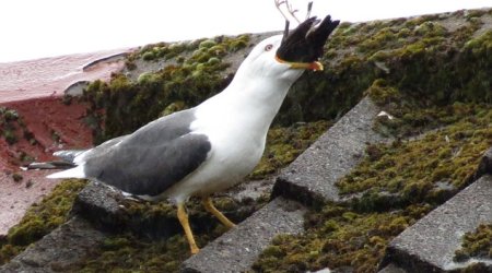 Seagull turns cannibal and smashes a tiny starling