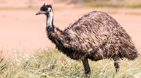 Эму стала звездой интернета