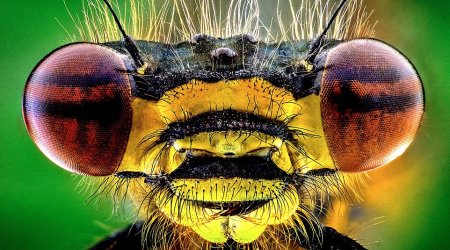 If you're scared of insects, look away from these magnified images