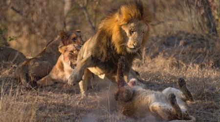 Photographer captures incredible images of lions fighting over their food