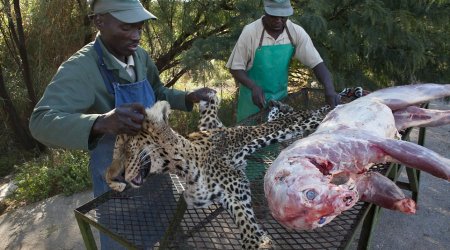 Inside the Namibian taxidermy factory which stuffs more than 6,000 animals a year