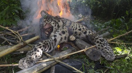 Leopard that injured five villagers in India is beaten to death with sticks and cremated