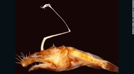 New scary-looking fish species comes from the ocean's dark depths
