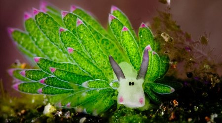 Is this the world's cutest underwater animal?