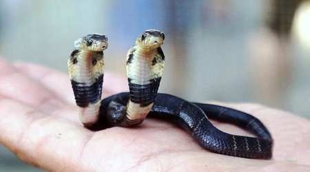 This venomous cobra has TWO heads