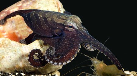 Sneaky octopus tricks its prey by TAPPING