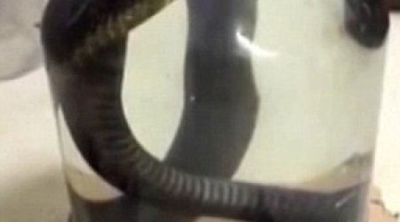 LIVE snake being drowned in alcohol to make traditional tipple