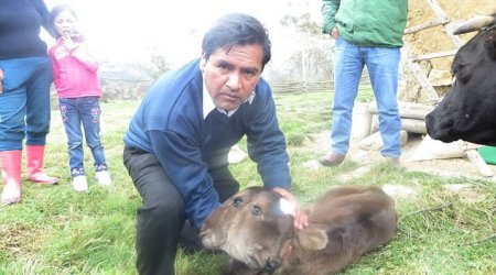 TWO-HEADED calf is born in Peru