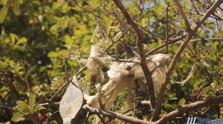 OBYEKTİVDƏ: Bizi zəhərləyən torbalar - ANN.TV