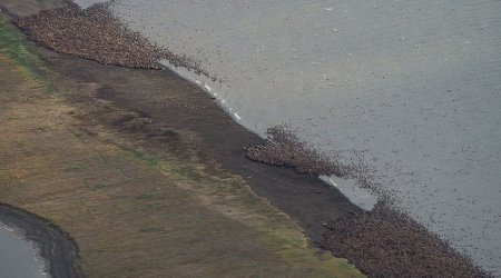 Alaska's coast filled with thousands of WALRUS coming ashore