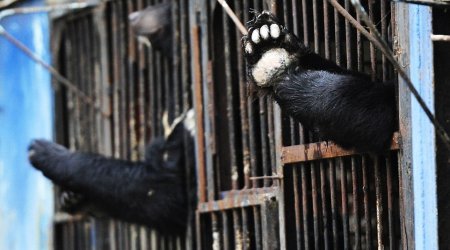 Heartbreaking pictures show battle to rescue stranded bears from flooded Russian zoo