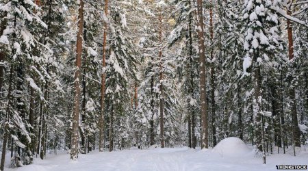 Earth's trees number 'three trillion'