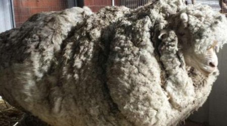Australia's most enormous sheep gets a stunning makeover