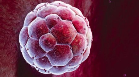 GM embryos 'essential', says report