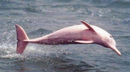 Dolphin colored bright pink due to rare genetic fault