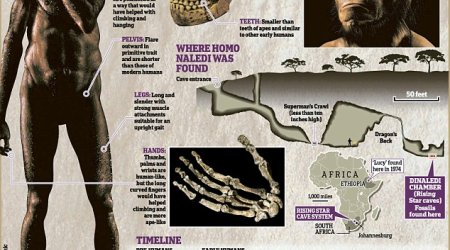 Is this the first human?