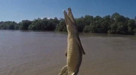 Crocodile wiggling its ENTIRE body out of the water is the creepiest thing you'll see today