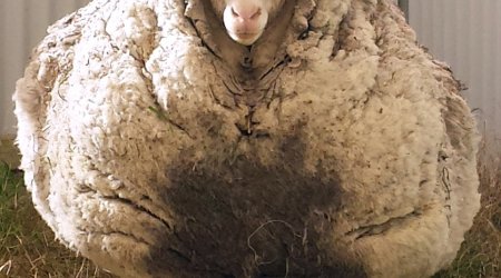 Chris the sheep - found wandering alone with a massive overgrown fleece of 41.10kg