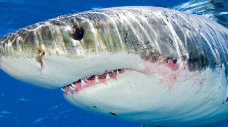 The truth about great white sharks