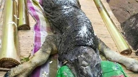 Hybrid between a crocodile and a buffalo terrifies villagers