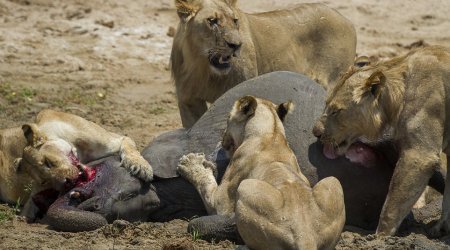 The brutal moment a young elephant calf is separated from its herd and ....