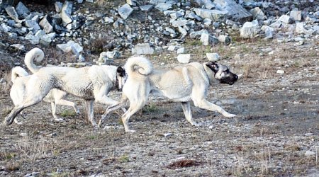 РАЗНОЕ: Поединок собак со змеей 