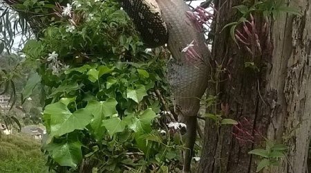 Python swallows a large possum WHOLE after capturing it up a tree