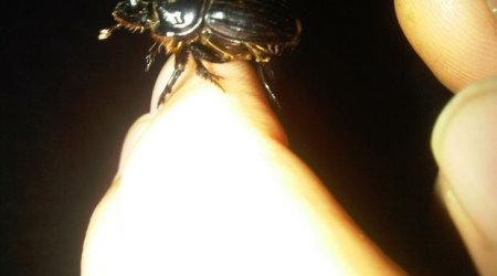 Редкий жук обнаружен в Азербайджане