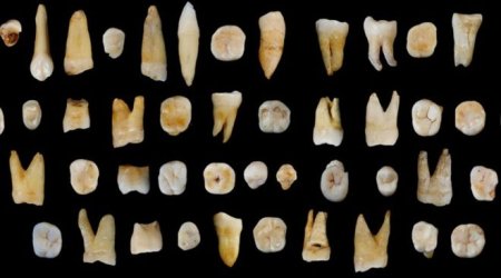 Fossil teeth place humans in Asia '20,000 years early'