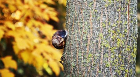 Botanika bağında payız - FOTOREPORTAJ