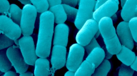 Bacteria 'TALK' to each other