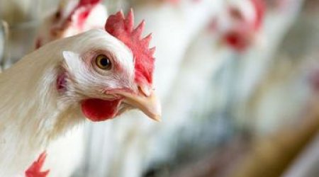 Avian flu monitoring to be launched in Azerbaijan