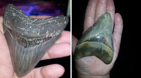 Massive super-sized dinosaur teeth wash ashore on beaches