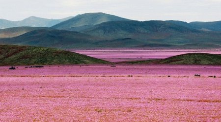 When rain falls on the world's driest desert