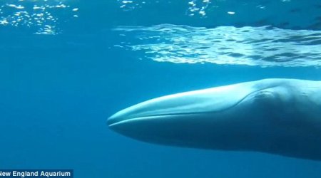 The world's rarest whale Omura is captured on film for the FIRST time