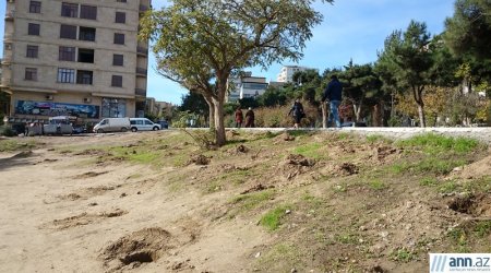 Leyla Əliyevanın təşəbbüsü ilə əkilən ağaclar belə məhv edilib - FOTOLAR