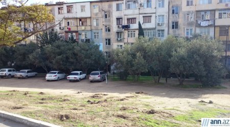 Вырубка деревьев  в Баку - ФОТО