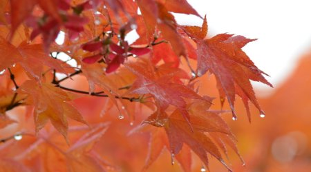 Baku weather forecast for Nov. 20