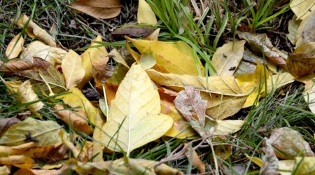 Baku weather forecast for Nov. 21