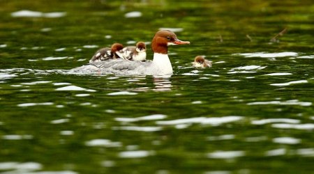 The duck who really is running a taxi service