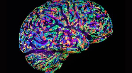 The brain's miracle superpowers of self-improvement