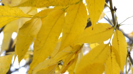 Baku weather forecast for Nov. 26