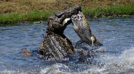 Cannibal crocodile tears smaller rival to pieces