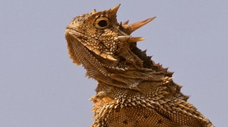 Meet the lizards that suck up rain with their skin