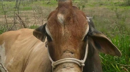 One-of-a-kind bull has a single horn