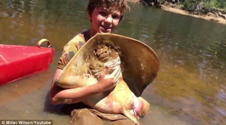 Schoolboy helps a stingray give birth to 12 babies