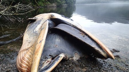 Why have 337 whales washed up dead on the same stretch of coast?