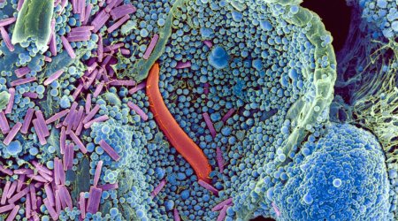 One amazing substance allowed life to thrive on land