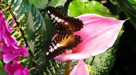 Kəpənək muzeyi: Vyananın mərkəzində cənnət guşəsi – REPORTAJ